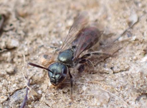 Réf. 335 124 : Lasioglossum sp.